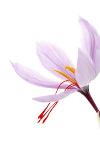 Saffron Flower 藏红花