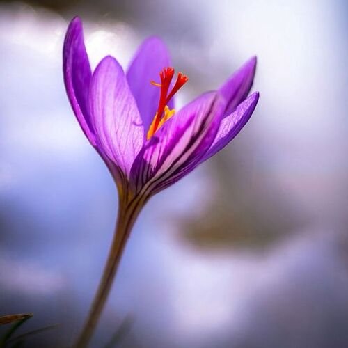 A close-up of a Crocus sativus flower, illustrating how to identify the best saffron with vibrant purple petals and a rich red stigma. 一张紫红色花瓣和鲜红色柱头的藏红花（Crocus sativus）花朵特写照片，展示了如何辨别最优质藏红花的方法。